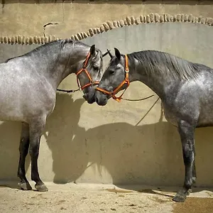 Insolite Au Coeur D'une Ecurie Arles
